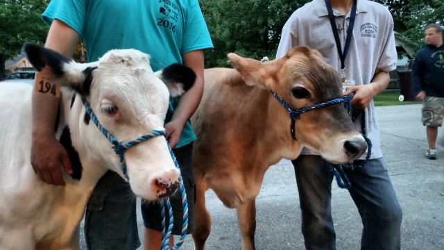 Canfield Fair starts today - WFMJ.com News weather sports for Canfield Fair starts today - WFMJ.com News weather sports for