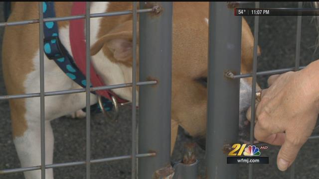 Trumbull County dog pound full - WFMJ.com News weather sports for Youngstown-Warren Ohio