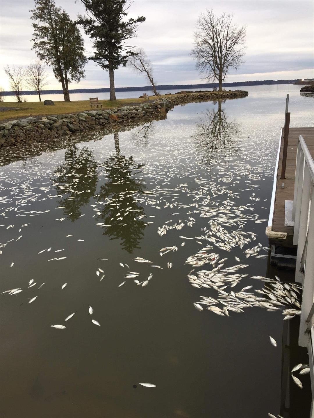 Winter fish kill found at Pymatuning Lake News weather