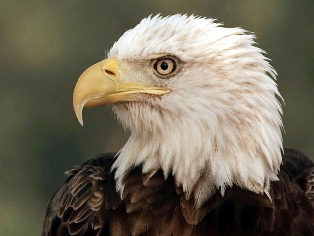 New bald eagle nests confirmed in northeast Ohio - WFMJ.com News