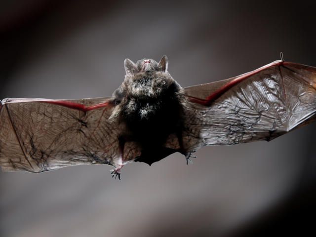 Image result for northeast ohio bats