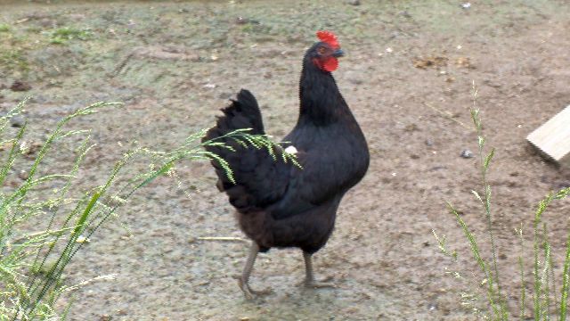 ... chickens stolen - WFMJ.com News weather sports for Youngstown-Warren