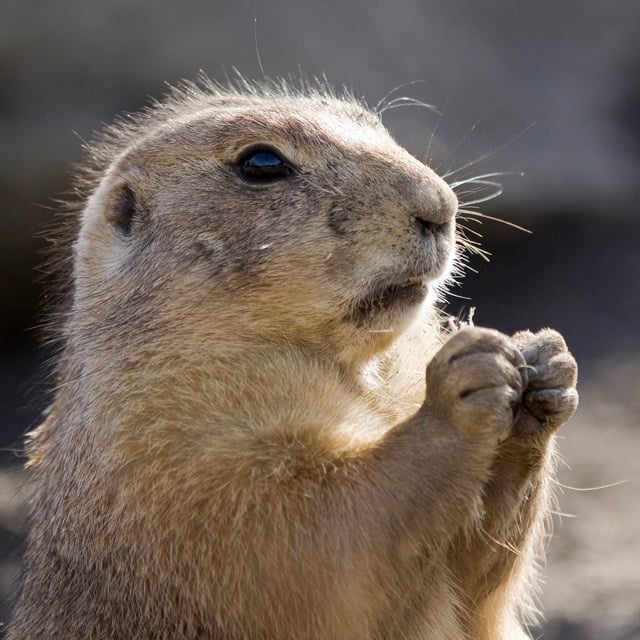 Ohio groundhog Buckeye Chuck's prediction: More winter - WFMJ.com News