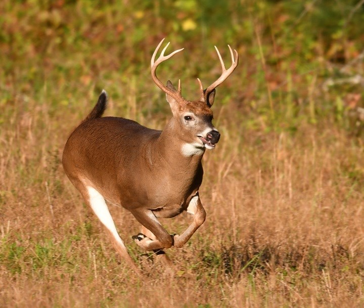 Deer hunting season wraps up in Ohio; here’s how the Valley did this year