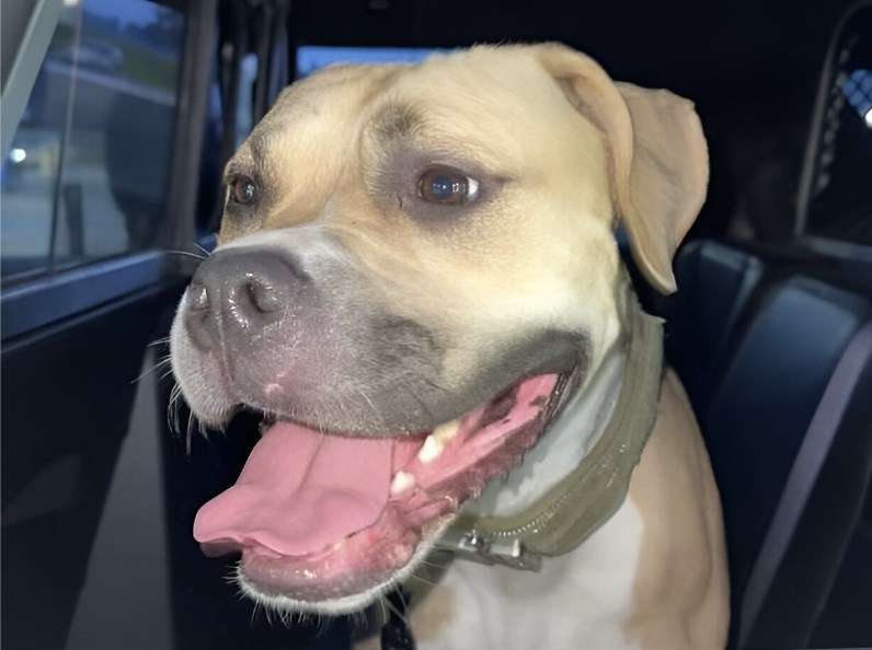 Stray dog goes ‘shopping’ early at Hubbard truck stop