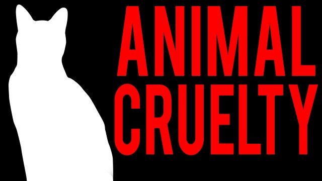 Hubbard couple accused of abandoning nearly a dozen cats after being evicted