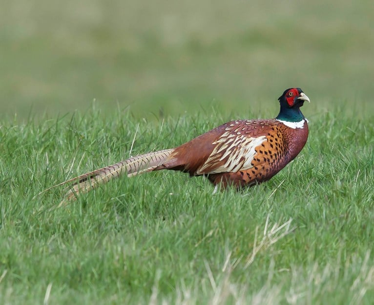 Ohio releasing more than 15,000 pheasants in hunting areas