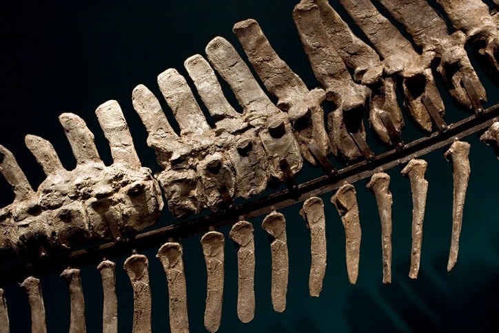 Ohio State museum asks public to help buy dinosaur skeleton - WFMJ.com