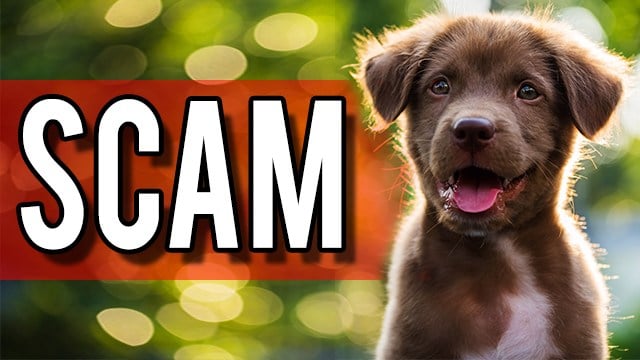 Ohio Attorney General Warns Of Puppy Buying Scams Wfmj Com