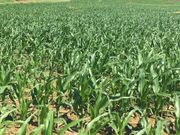 Mercer County farm among 27 protected as Pa. plans $6.9 million for farm preservation