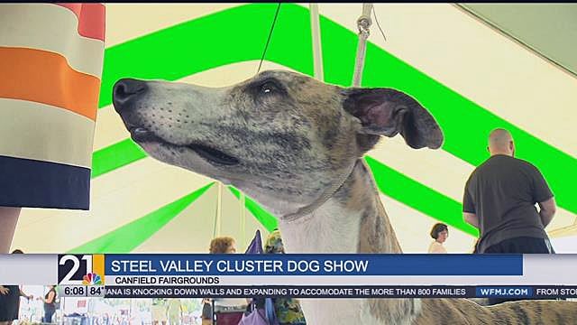 Steel Valley Cluster Dog Show is underway - WFMJ.com News weather