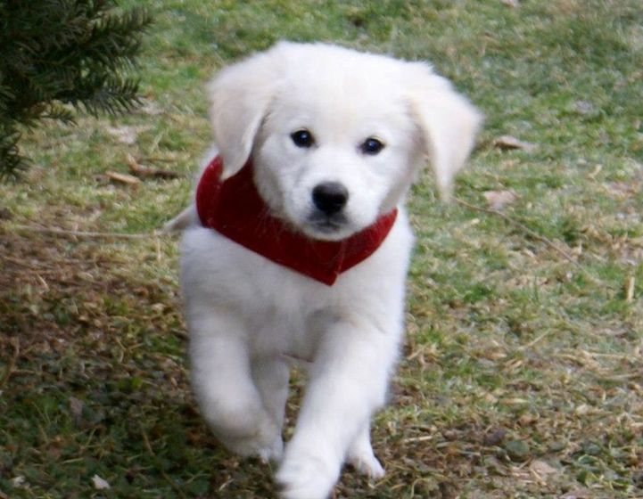 Calming Your Dog In Windy Weather Wfmj Com