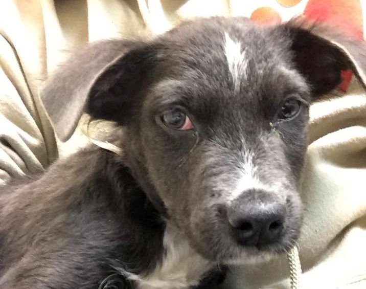 Animal Charity looking for miracle to save rescued puppy - WFMJ.com