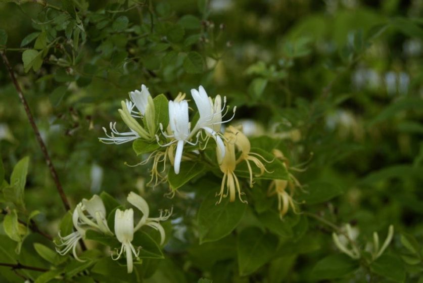 Japanese Honeysuckle