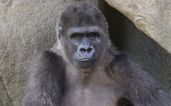 Cincinnati Zoo's 16-year-old silverback gorilla dies - WFMJ.com