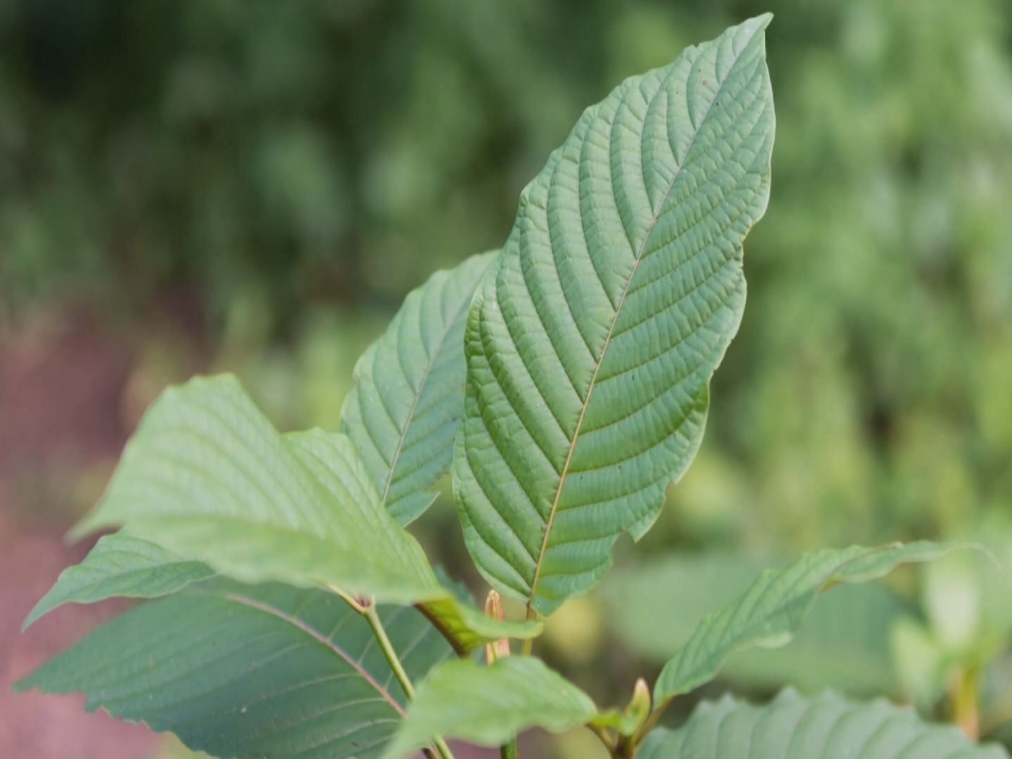Ohio temporarily bans kratom-related products, permanent resolution pending