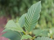 Ohio temporarily bans kratom-related products, permanent resolution pending