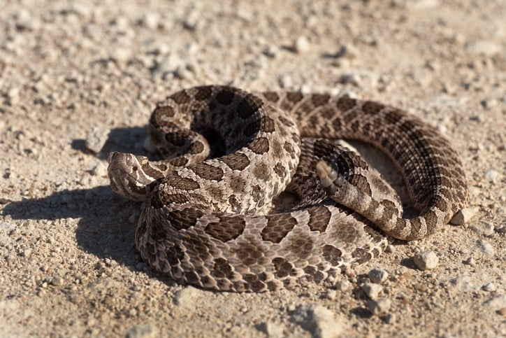 Venomous Snakes Could Be Found In Trumbull County Wfmj Com