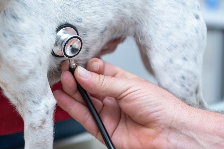 Lordstown Veterinary Clinic to close after 40 years