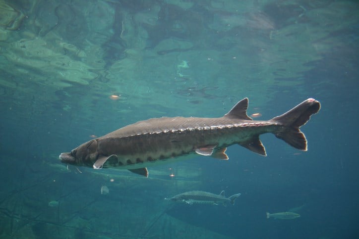 Ohio Zoo To Release Sturgeon To Restore Fish In Lake Erie - WFMJ.com