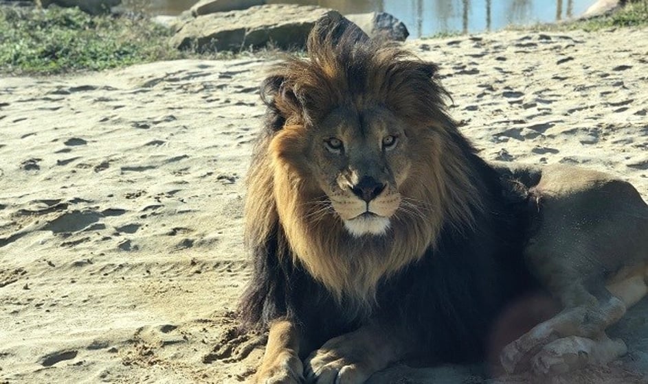 Popular animal park opens safari location in Grove City Popular animal park opens safari location in Grove City