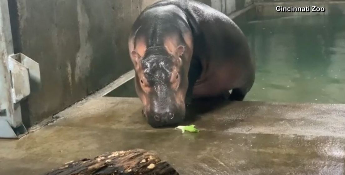 Cincinnati Zoo S Premature Hippo Fiona Hits Big Milestone Wfmj Com