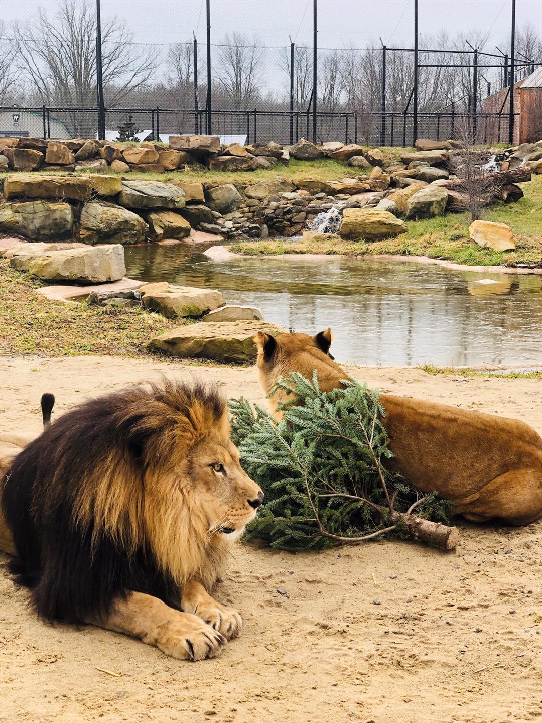 christmas-trees-become-animal-toys-at-keystone-safari-wfmj-news