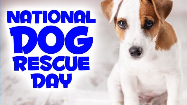 It's National Rescue Dog Day - WFMJ.com
