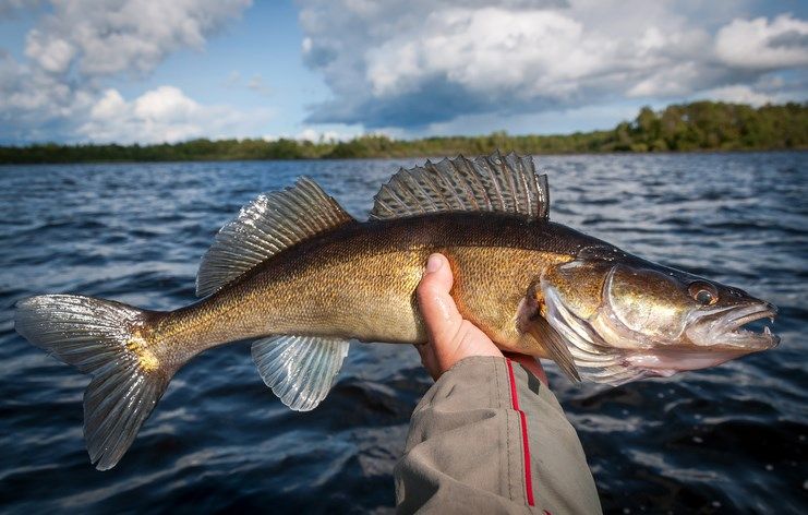 ODNR expects excellent walleye fishing this summer - WFMJ ...