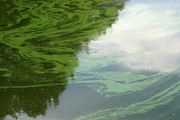 PA issues statewide advisory about harmful algae in recreational waters
