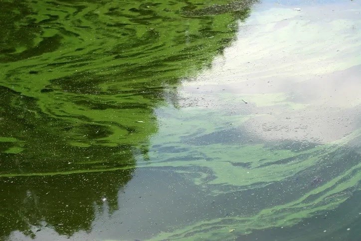 Expect another huge blob of algae on Lake Erie this summer - WFMJ.com