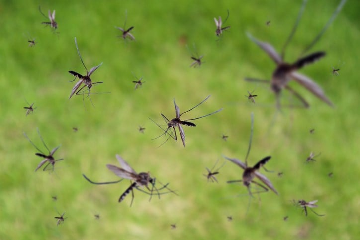 Mosquito spraying scheduled Friday night in Mahoning County - WFMJ.com