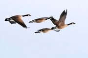 City health district urges caution as it tests geese for bird flu