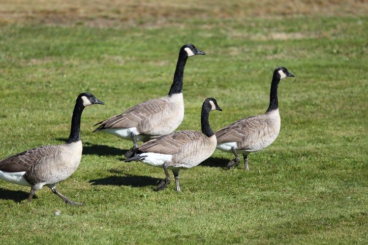ODNR: Warren dead geese test positive for bird flu