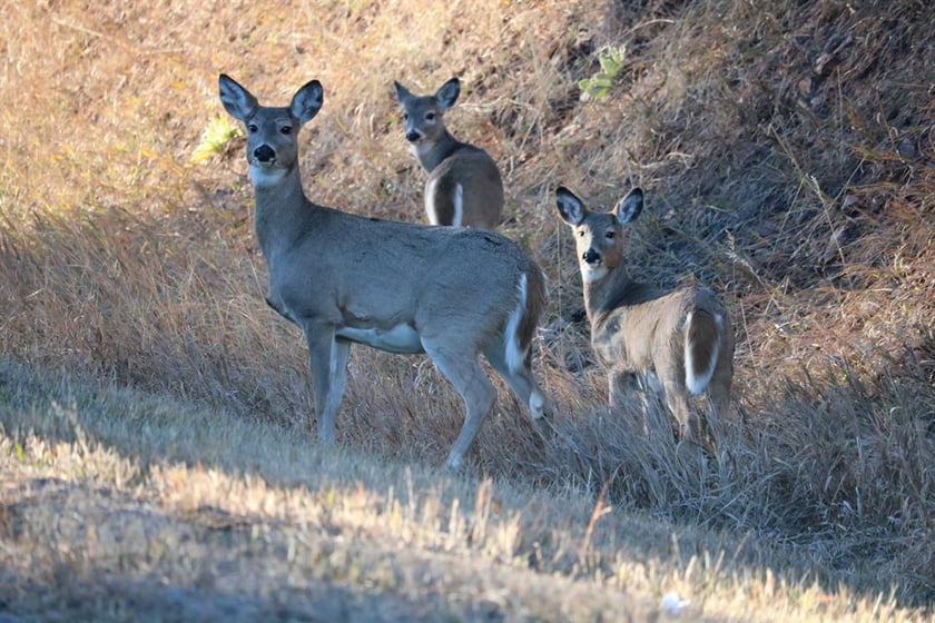 840px x 560px - Ohio officials warn drivers to be alert for deer - WFMJ.com
