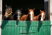 Proposed Equine Protection Act aims to close 'major gaps' in Ohio horse-cruelty statutes