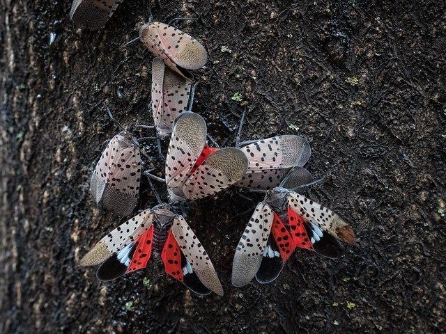 Ohio issues statewide spotted lanternfly quarantine