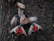 Ohio issues statewide spotted lanternfly quarantine