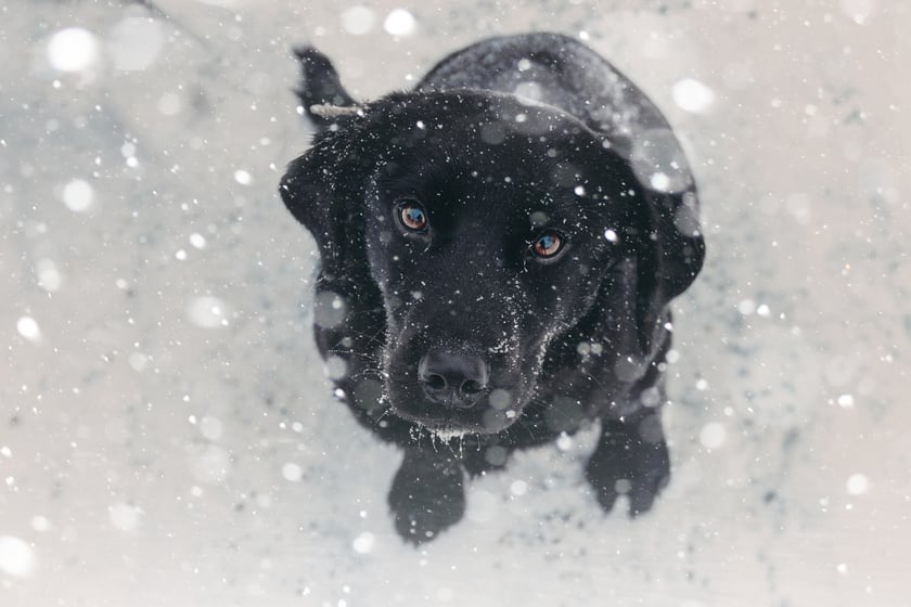 dogs and winter temperatures