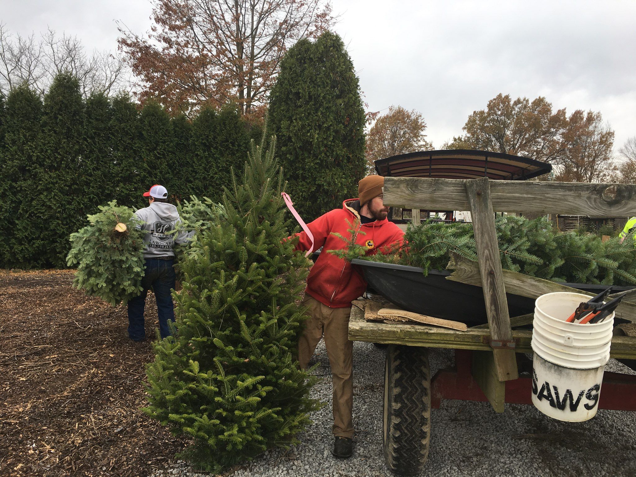 Operation Evergreen Christmas trees for troops