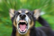 New Ohio law aimed at preventing dog attacks
