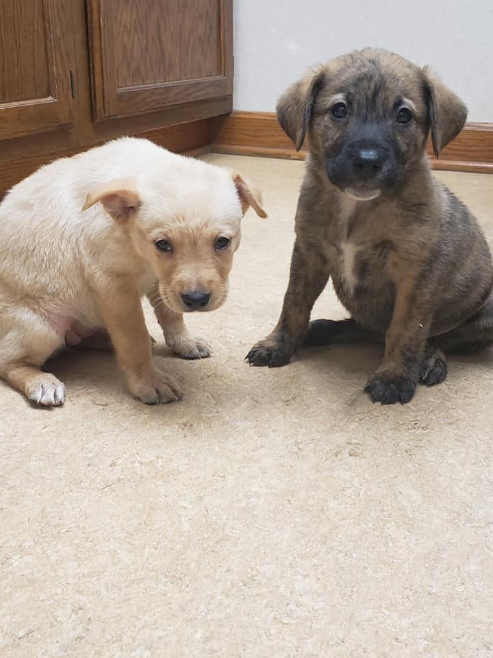 Mercer County puppies battling deadly virus