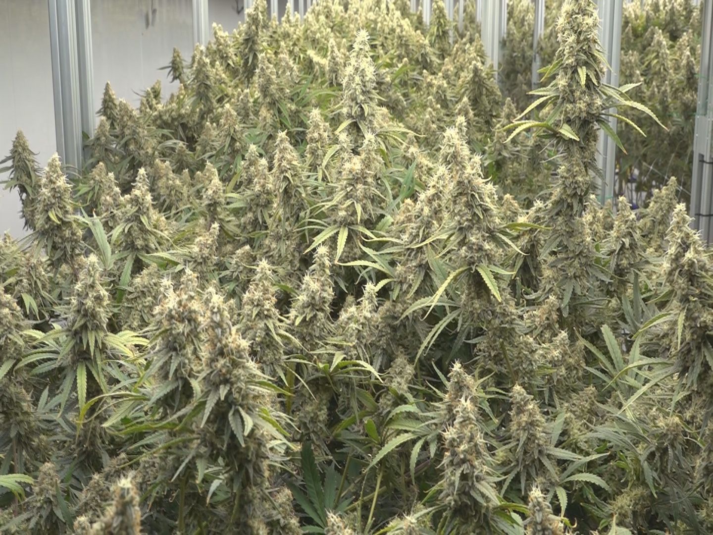 Trump signs executive order that could reclassify marijuana as a less dangerous drug