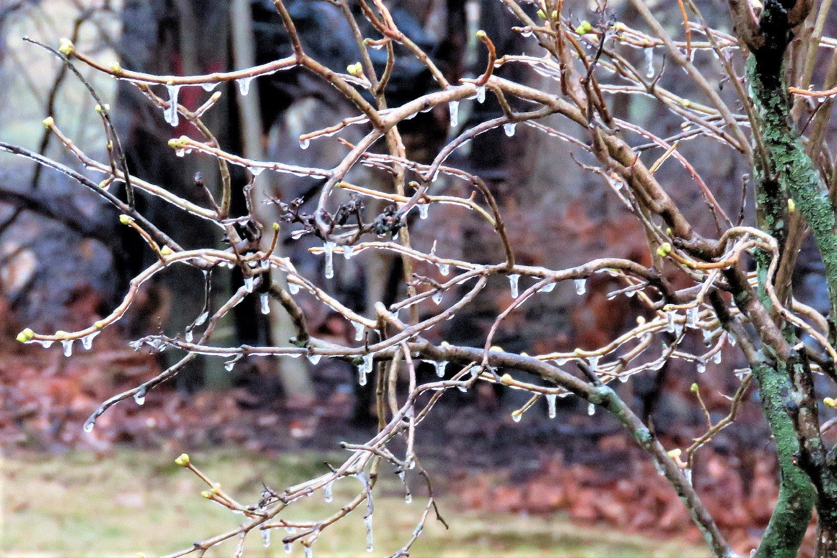 IMG_3348 icy branches r (2)