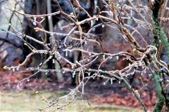 IMG_3348 icy branches r (2)