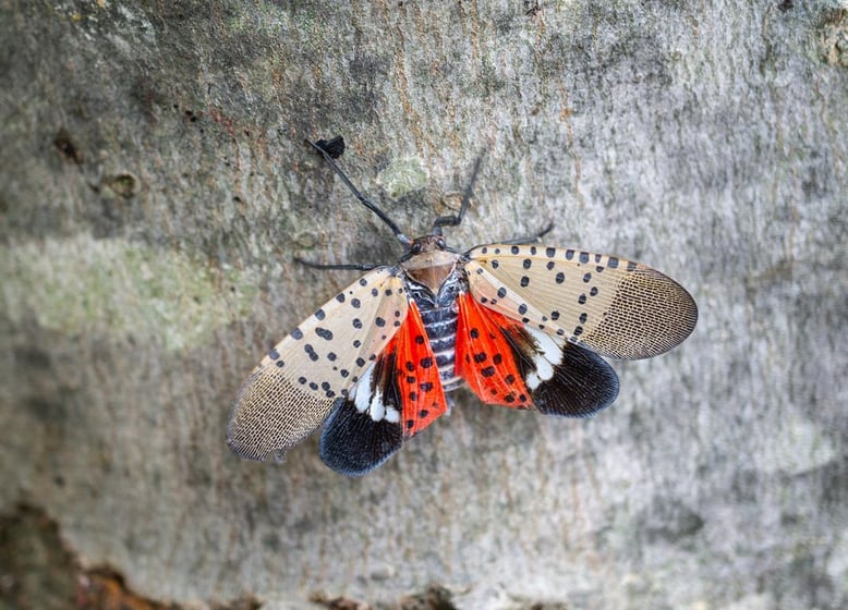 Top view of spotted lanternfly, Chester County, Pennsylvania.