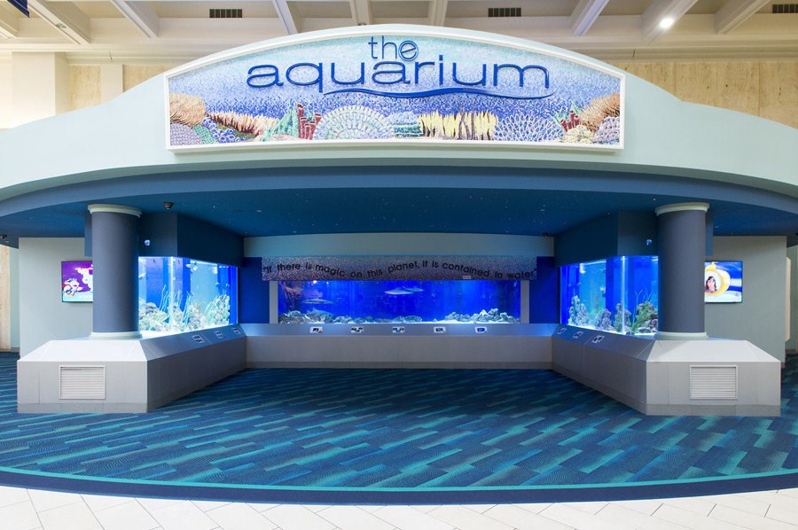 Eastwood Mall Aquarium in good hands during shutdown WFMJ com