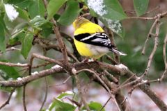 IMG_4533 yellow finch r.jpg