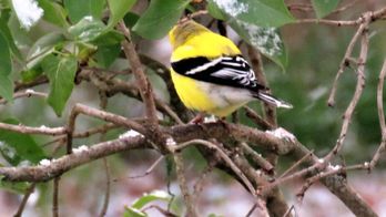 IMG_4533 yellow finch r.jpg