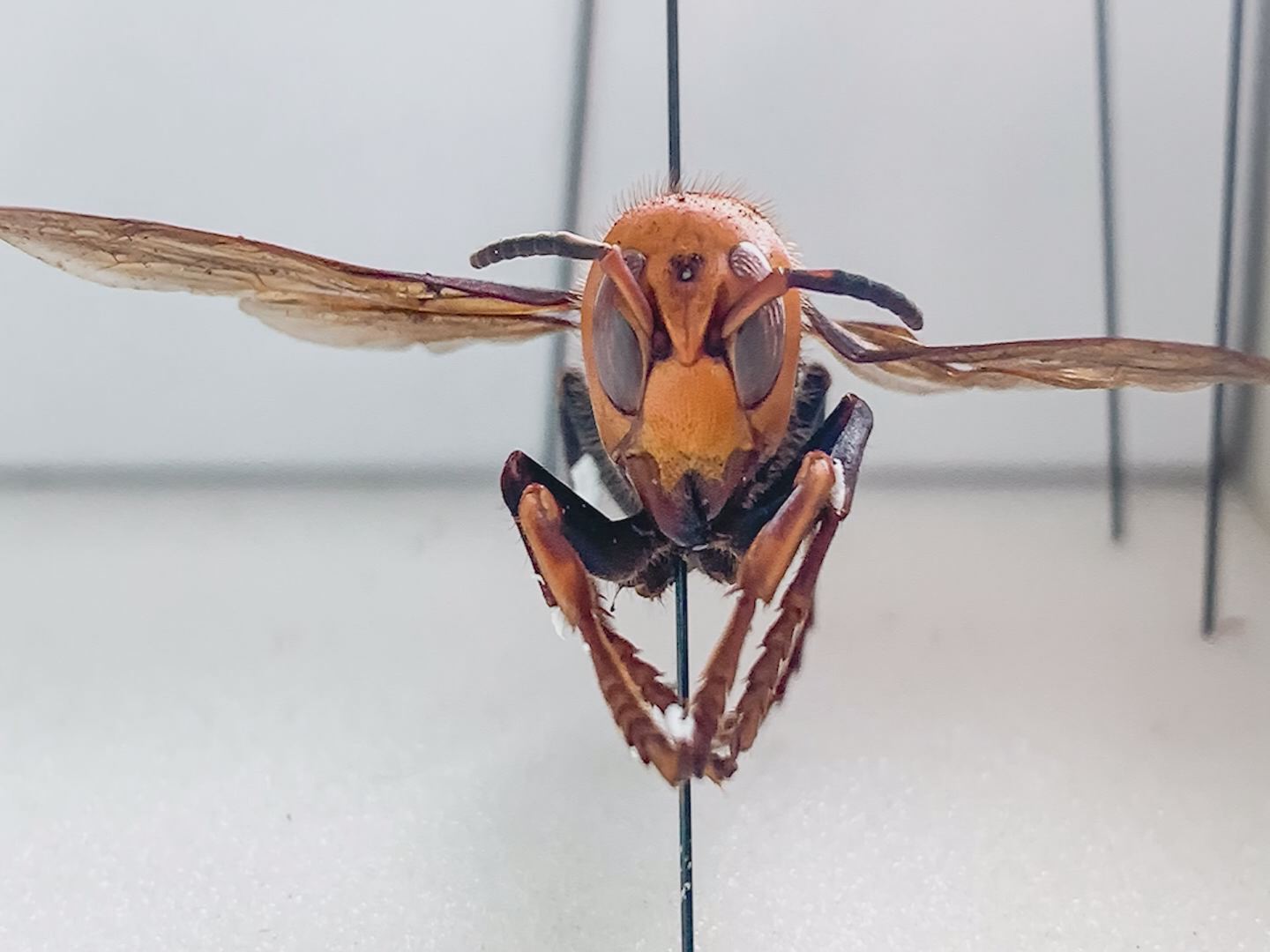 Murder Hornets And Their Threat To The Valley - WFMJ.com